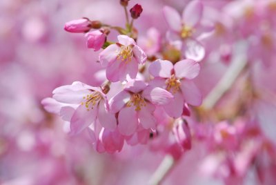 Prunus subhirtella 'Pendula' - višeň chloupkatá 'Pendula' - detaily květů (2)